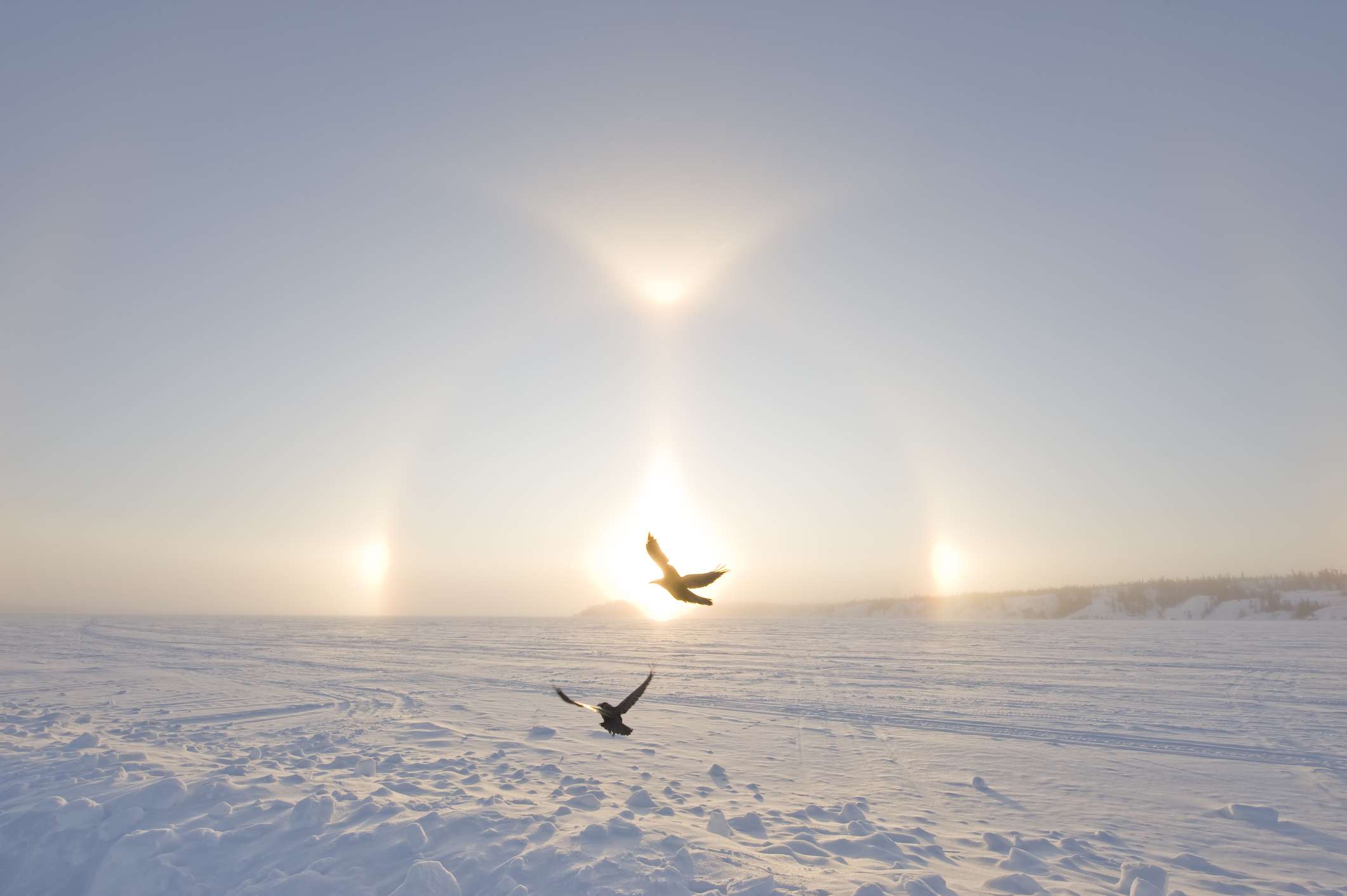在加拿大北极的大奴隶湖上，两只渡鸦飞过太阳狗——明亮的灯光出现在日出积雪的两侧。