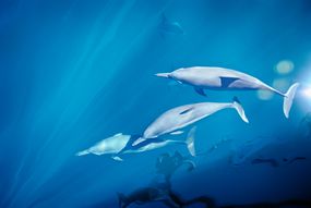 一起游泳的小组海豚在澳大利亚“width=