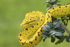 青树python在幼年黄色的阶段
