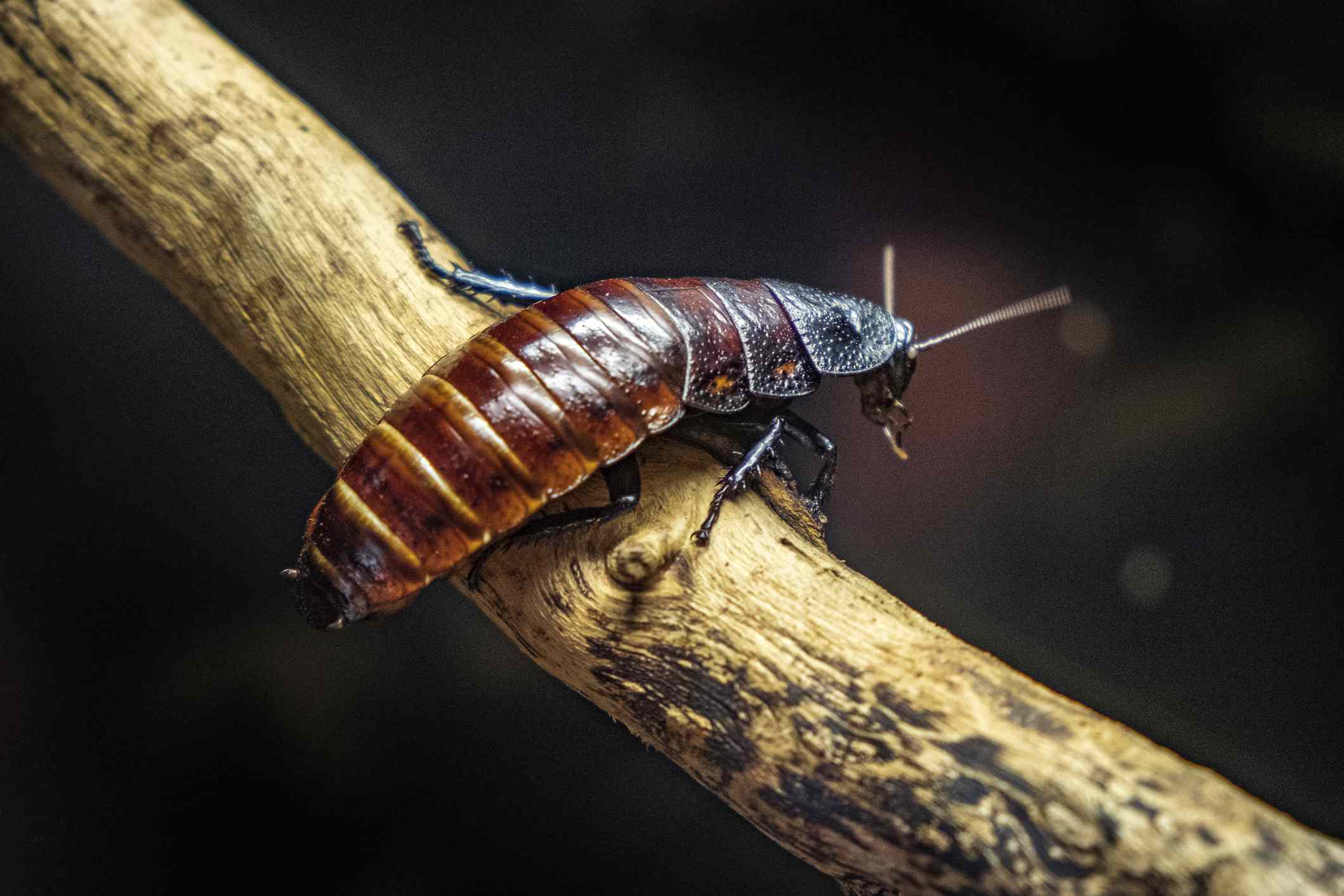 单一的马达加斯加蟑螂也被称为他的动物园玻璃容器”width=
