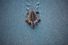 婴儿海龟在沙滩上行走