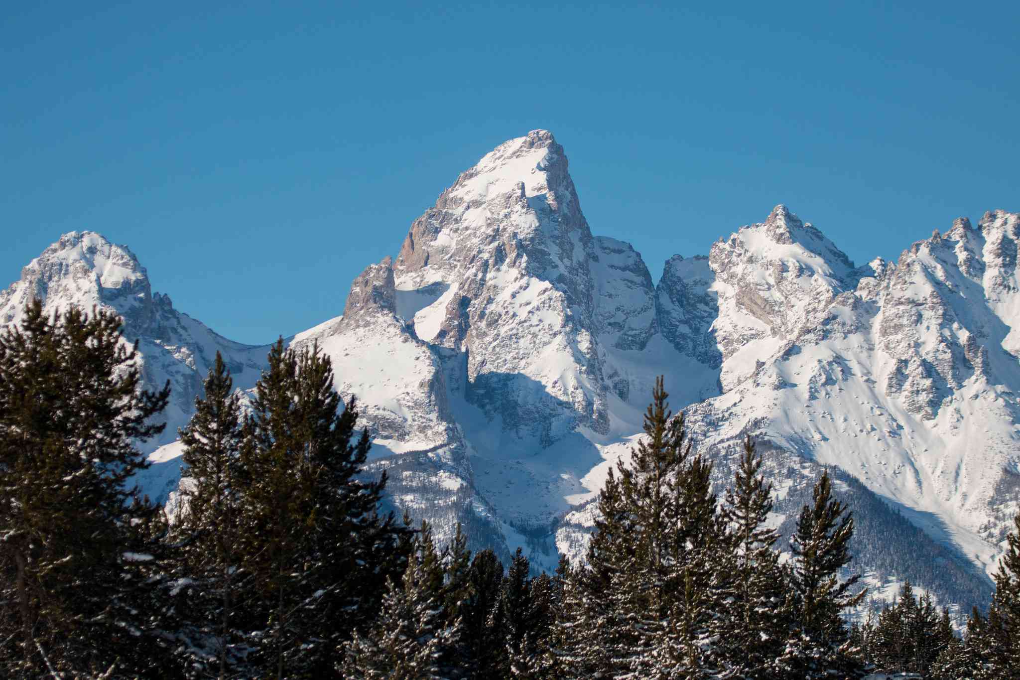 大提顿山脉被白雪覆盖，前景是一片常青树森林，背景是清澈的蓝天