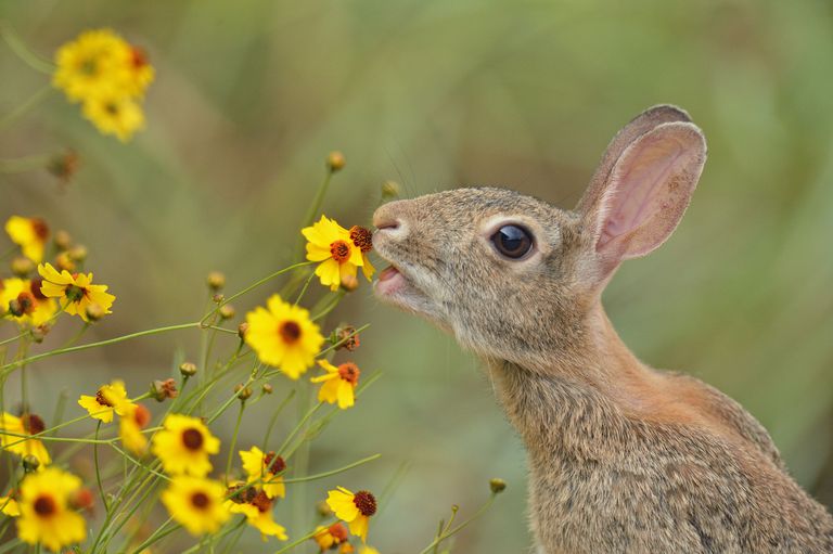 兔子吃花作为食物链的一部分