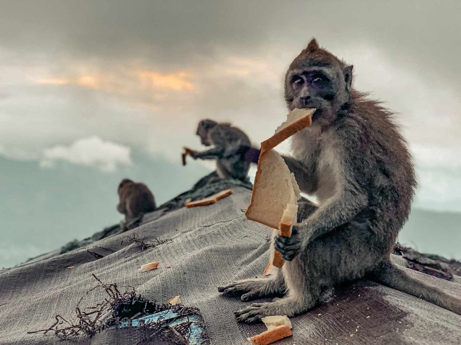 猴子吃面包