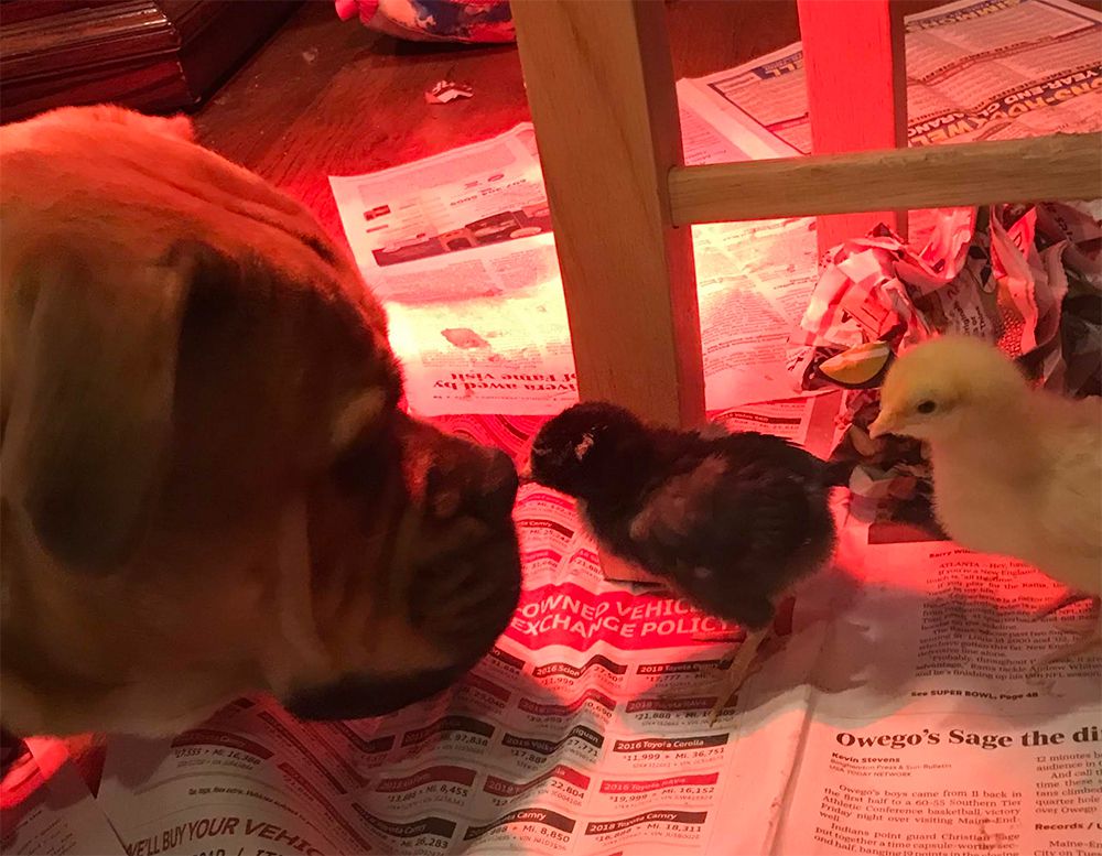 我们的狗麦卢卡把自己介绍给我们的新群小鸡。