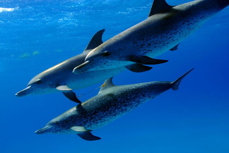 大西洋斑点海豚使用回声定位在三个豆荚中游泳和狩猎猎物