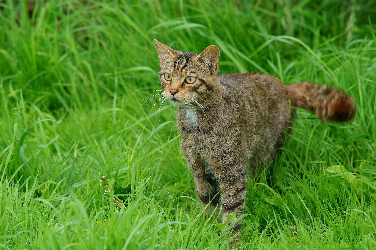 猫在草地上与它的尾巴”>
          </noscript>
         </div>
        </div>
        <figcaption id=