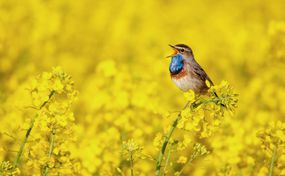 蓝喉鸟张着嘴坐在一株黄色的油菜籽上，周围环绕着黄色的花朵