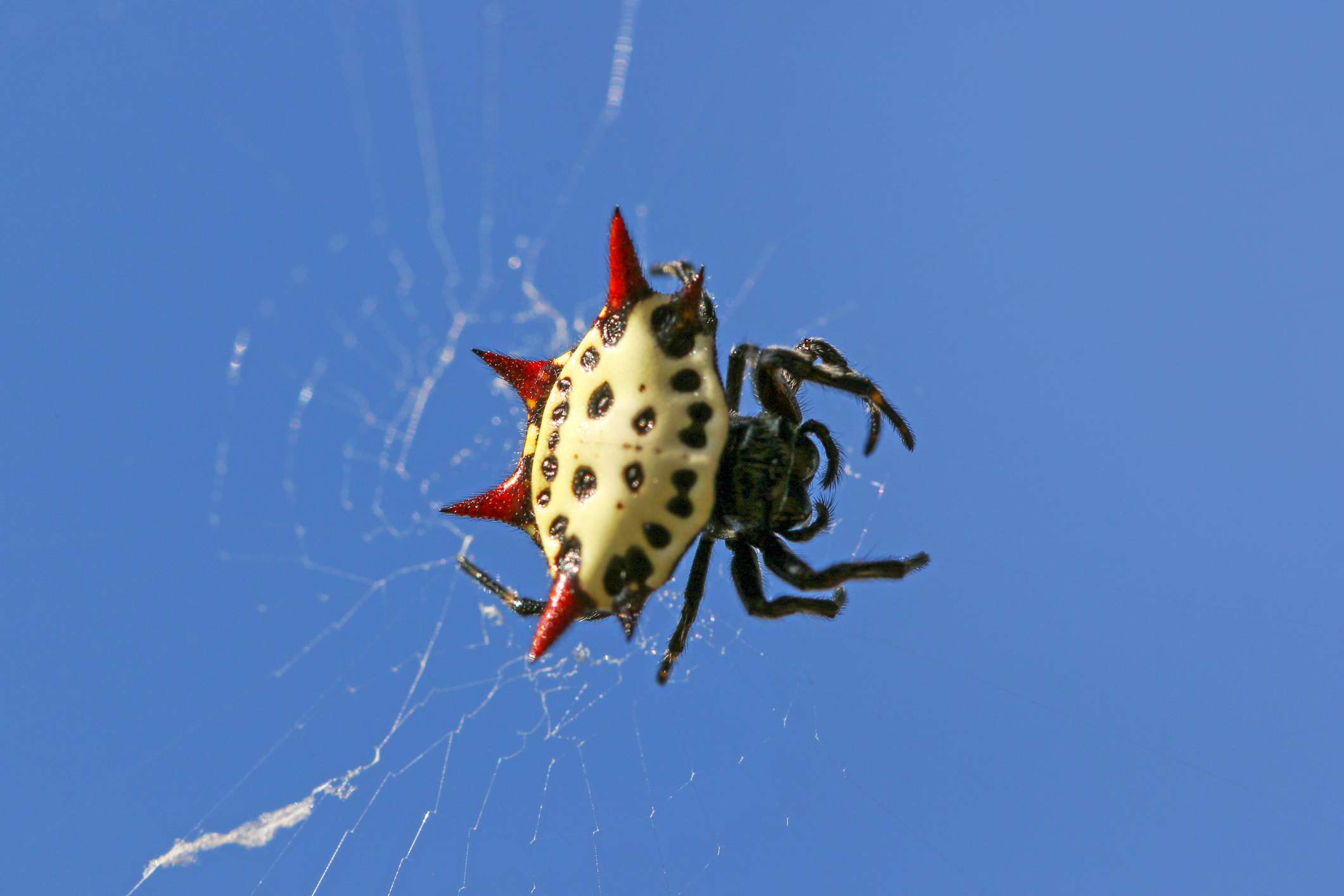 这张特写是一只网眼蜘蛛，它的腹部有四个红色的点，腹部的斑纹像一张脸，亮蓝色的天空前有黑色的腿