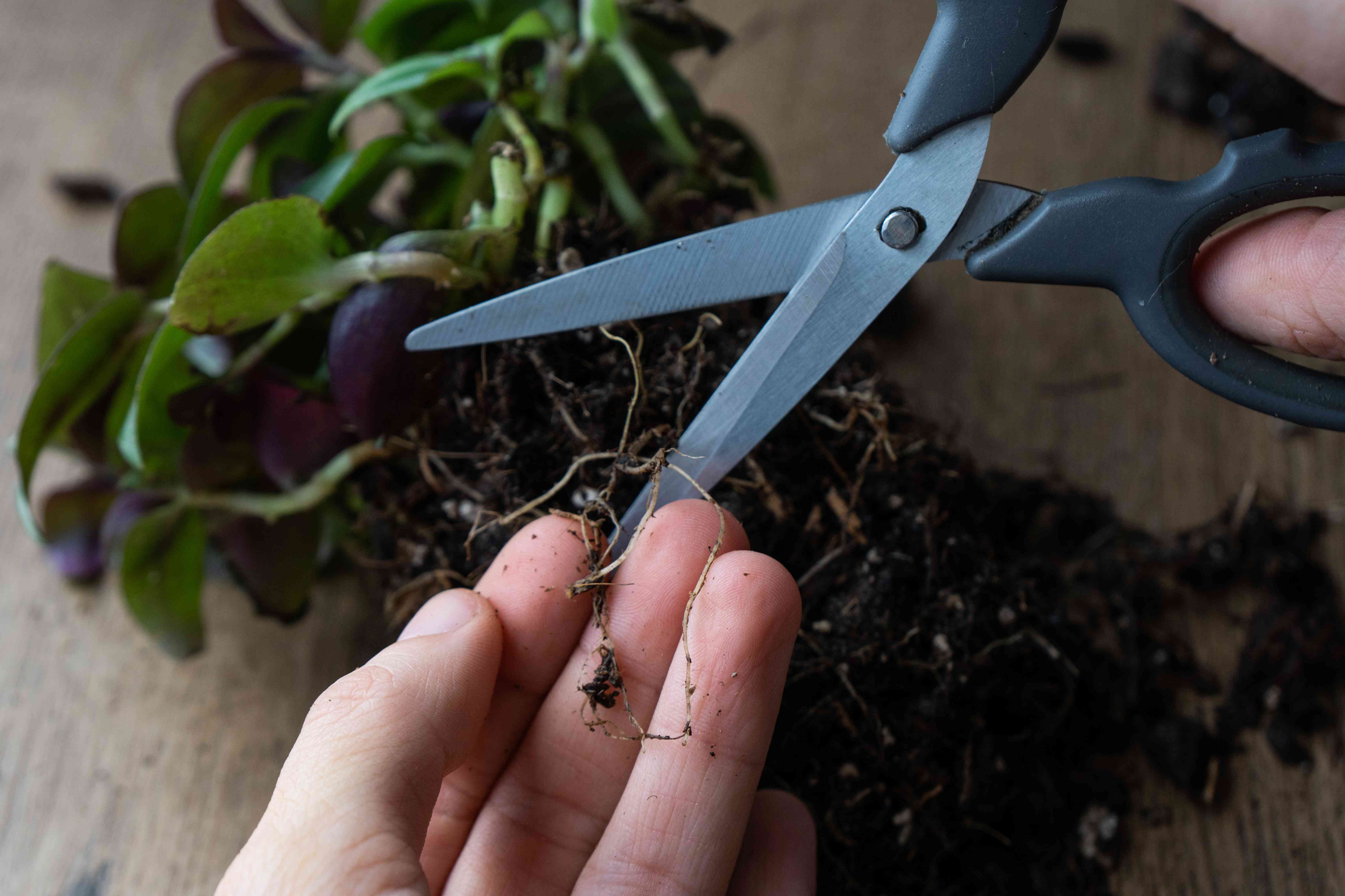 特写镜头的手温柔地削减小植物根部用小剪刀”width=