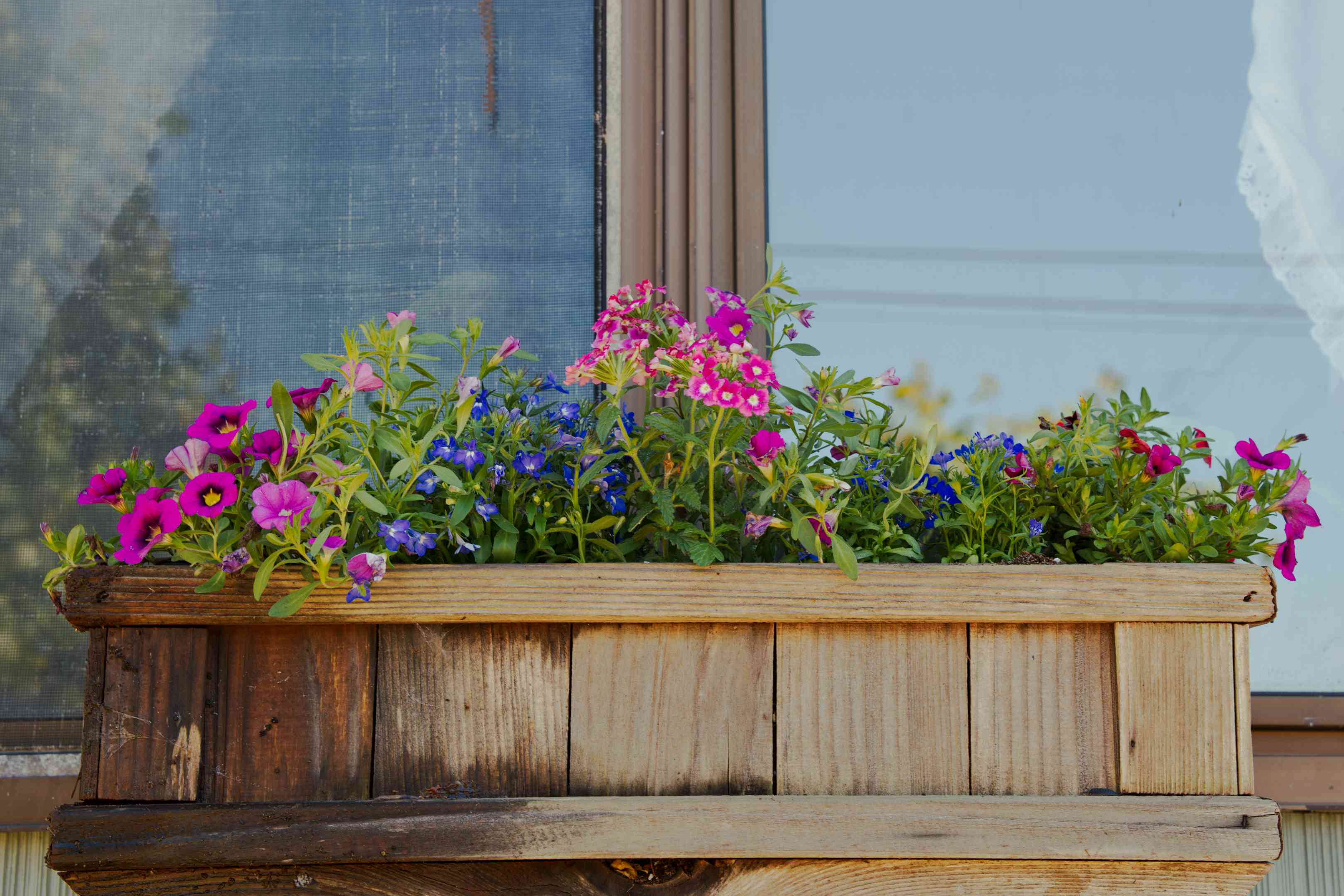 紫色和蓝色的花从房子外面的木盒子里窥视