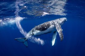 水下的座头鲸。＂width=