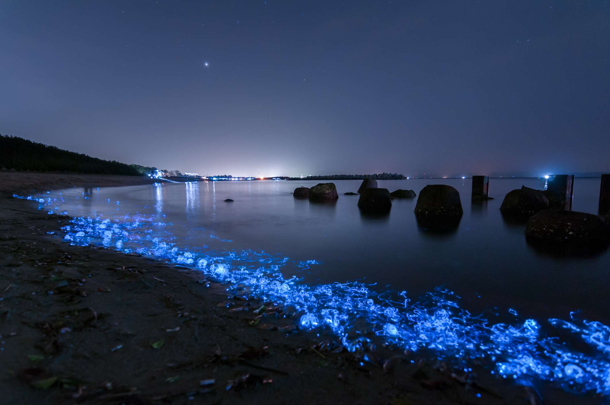日本富马湾的黑暗中的海岸边缘的大群萤火虫鱿鱼“width=