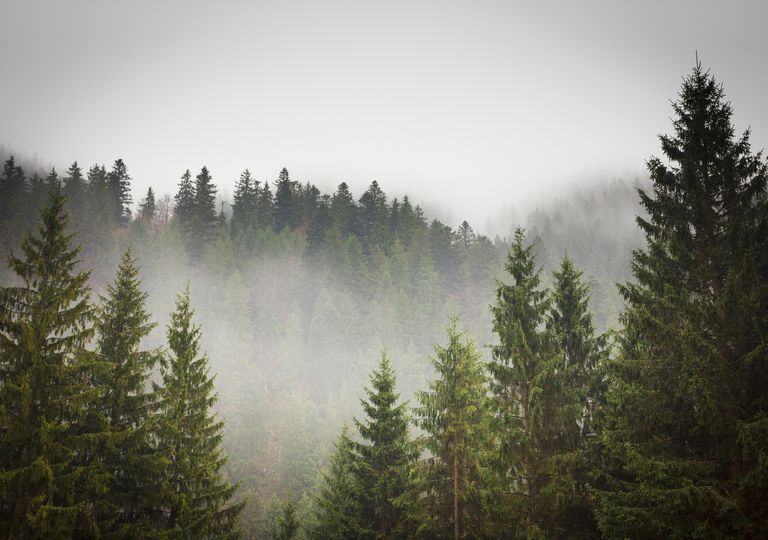 太阳通过薄雾和云杉森林过滤。