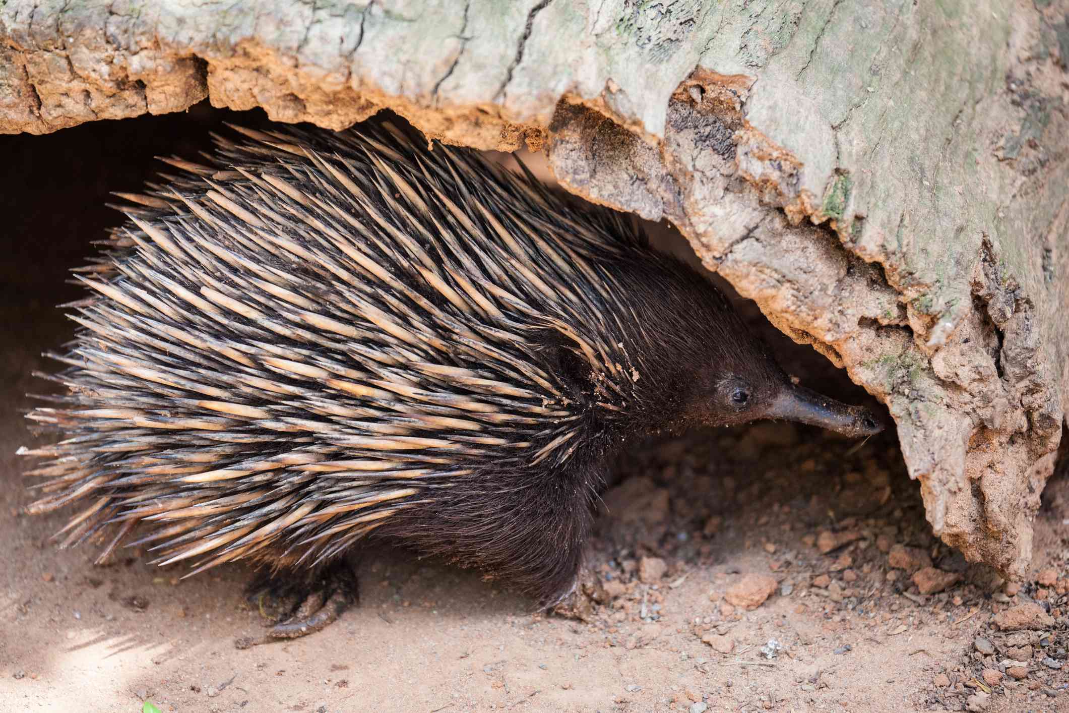 在倒下的日志下的年轻echidna“width=