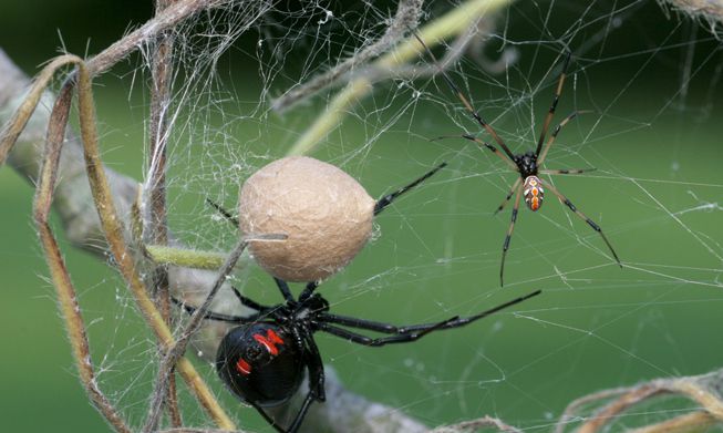 一只雌黑寡妇蜘蛛坐在卵囊附近，这时一只雄黑寡妇蜘蛛正在靠近