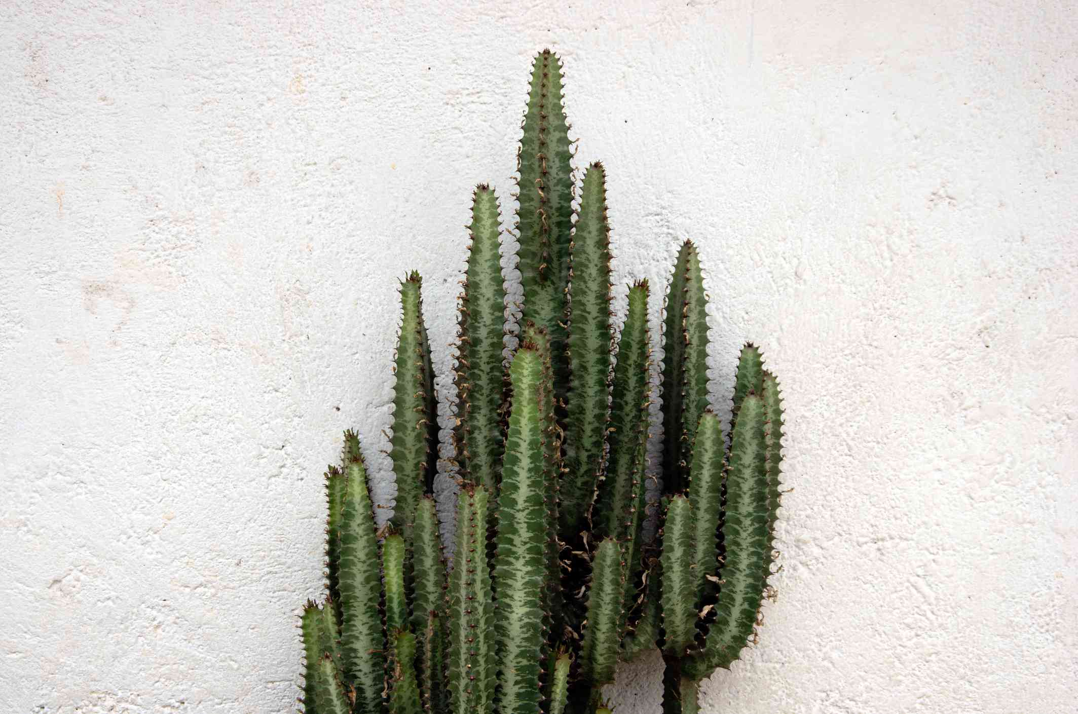 大Euphorbia trigona仙人掌(通常被称为非洲牛奶树，大教堂仙人掌，阿比西尼亚大Euphorbia，和高chaparall)对着白色粉刷的灰泥墙