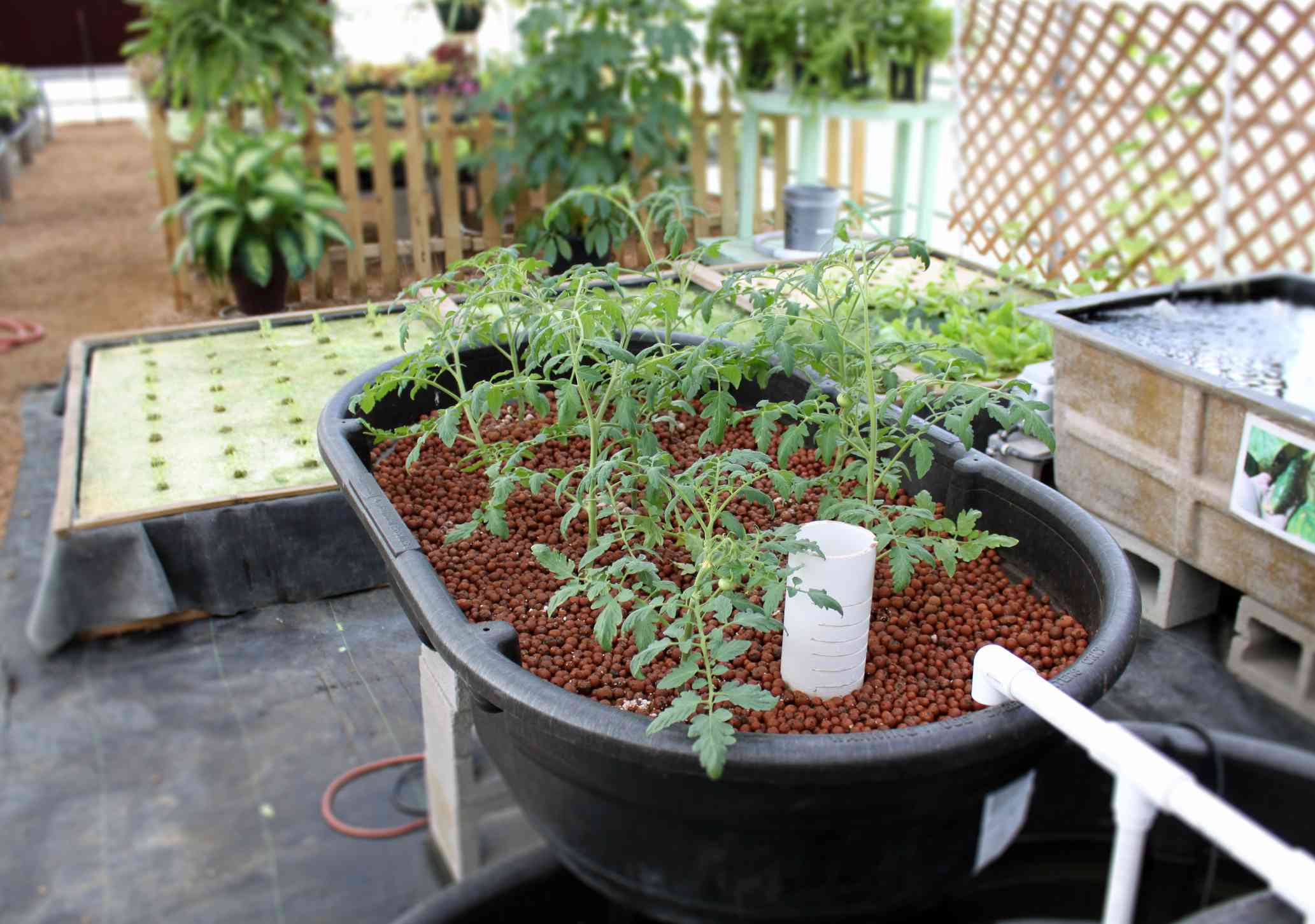用水培法在番茄水培系统中种植