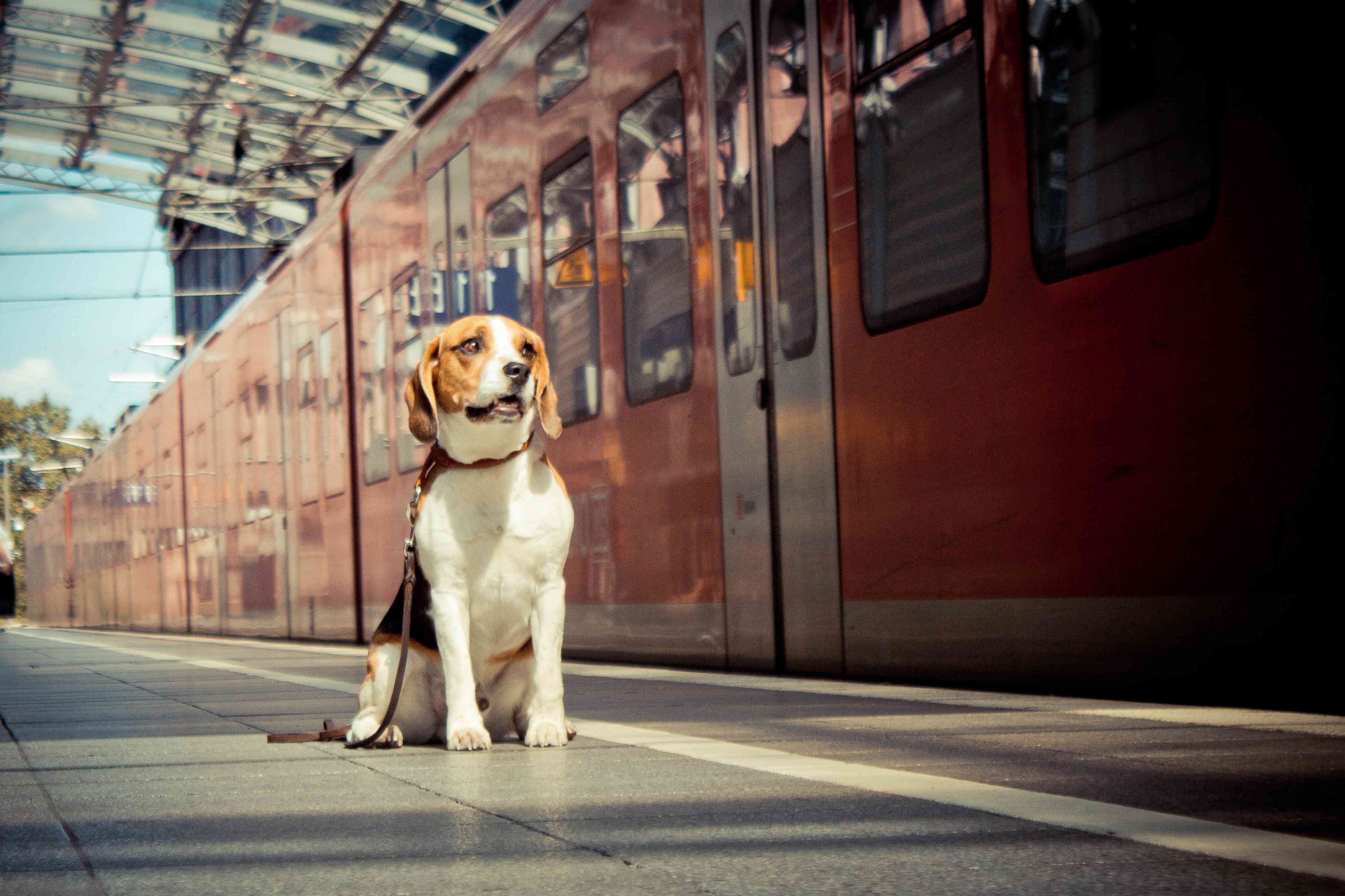 狗坐在停着的火车旁