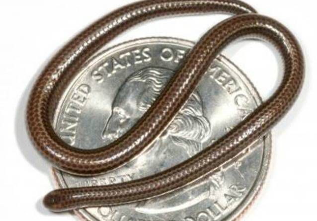棕色线蛇在美国四分之一大小比较