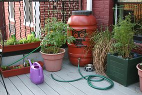 雨水桶与软管连接，旁边的植物在一个院子的花盆＂width=