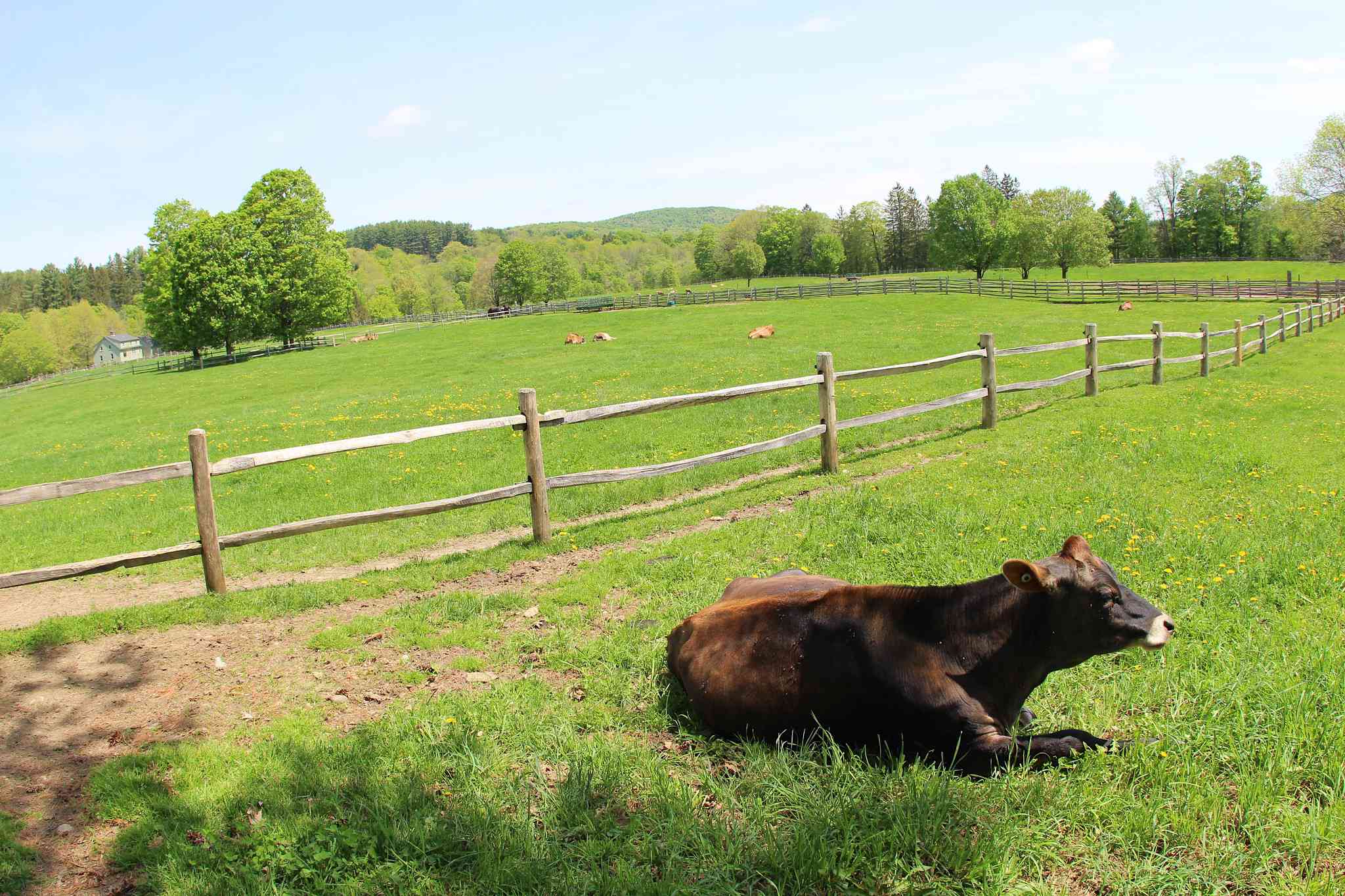 一头牛躺在长满草的围栏牧场上