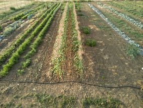 商业农场设置了大规模的成排滴灌系统