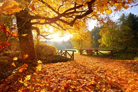 秋天的场景的道路,桥梁,字段