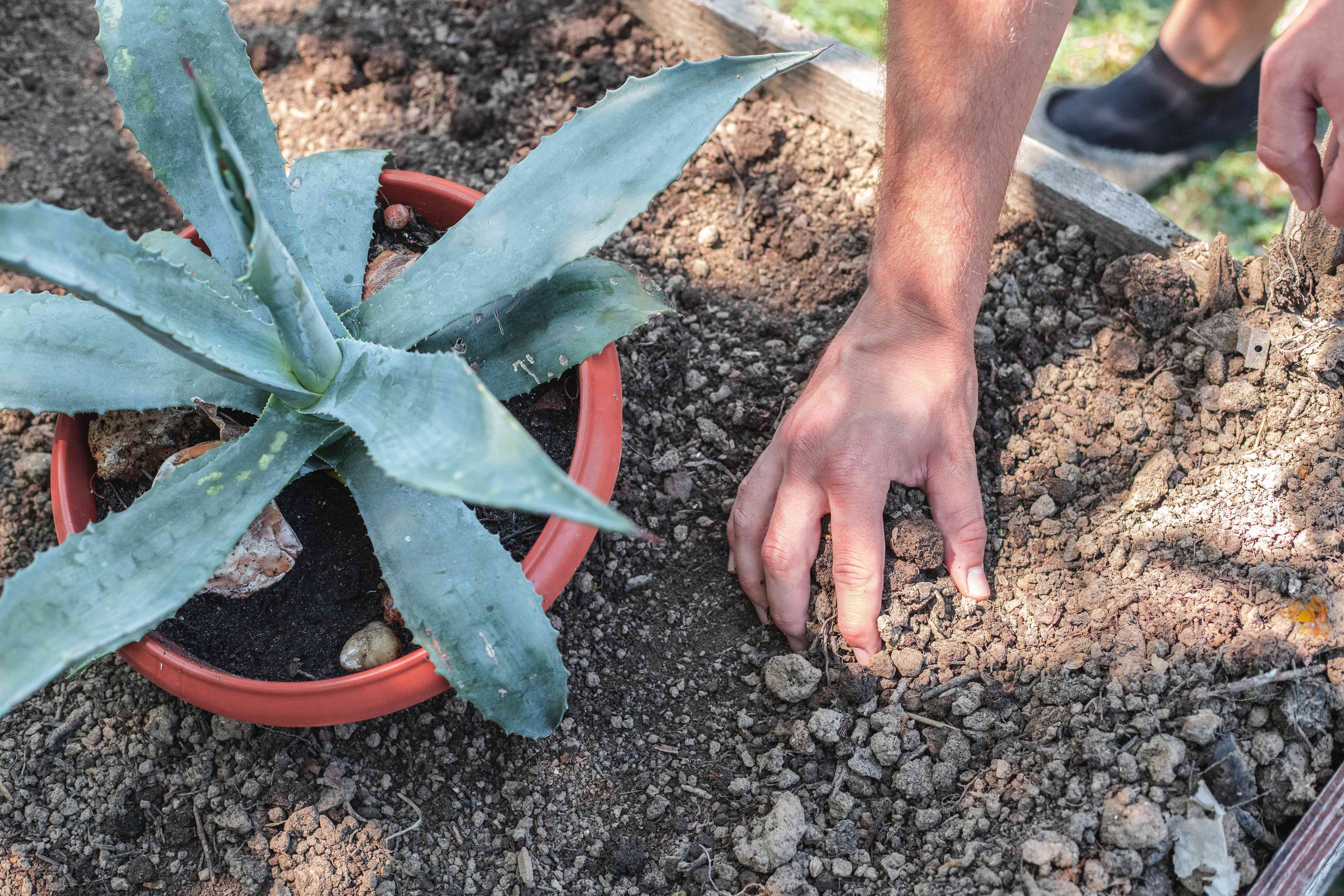 hands dig into soil next to large agave potted plant outside