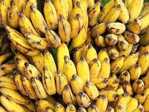 栽培的gros米歇尔香蕉分支成熟