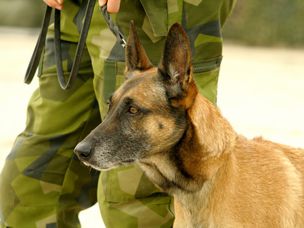 比利时马里诺犬站在身着制服的士兵旁边
