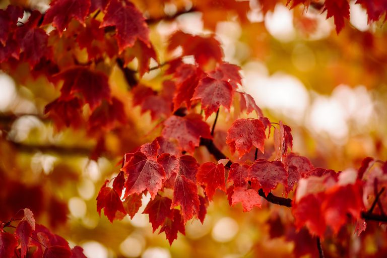 红色枫树的树枝显示它的秋天的叶子的颜色。