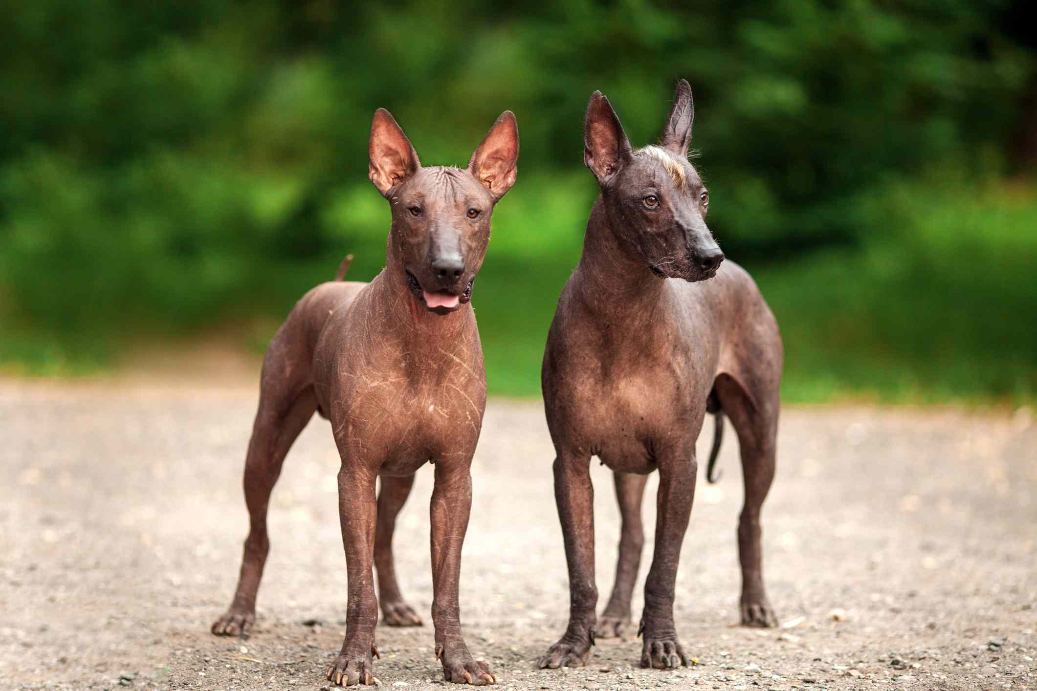 两只索洛茨昆特利犬站在一条砾石小路上，身后是绿色的树叶