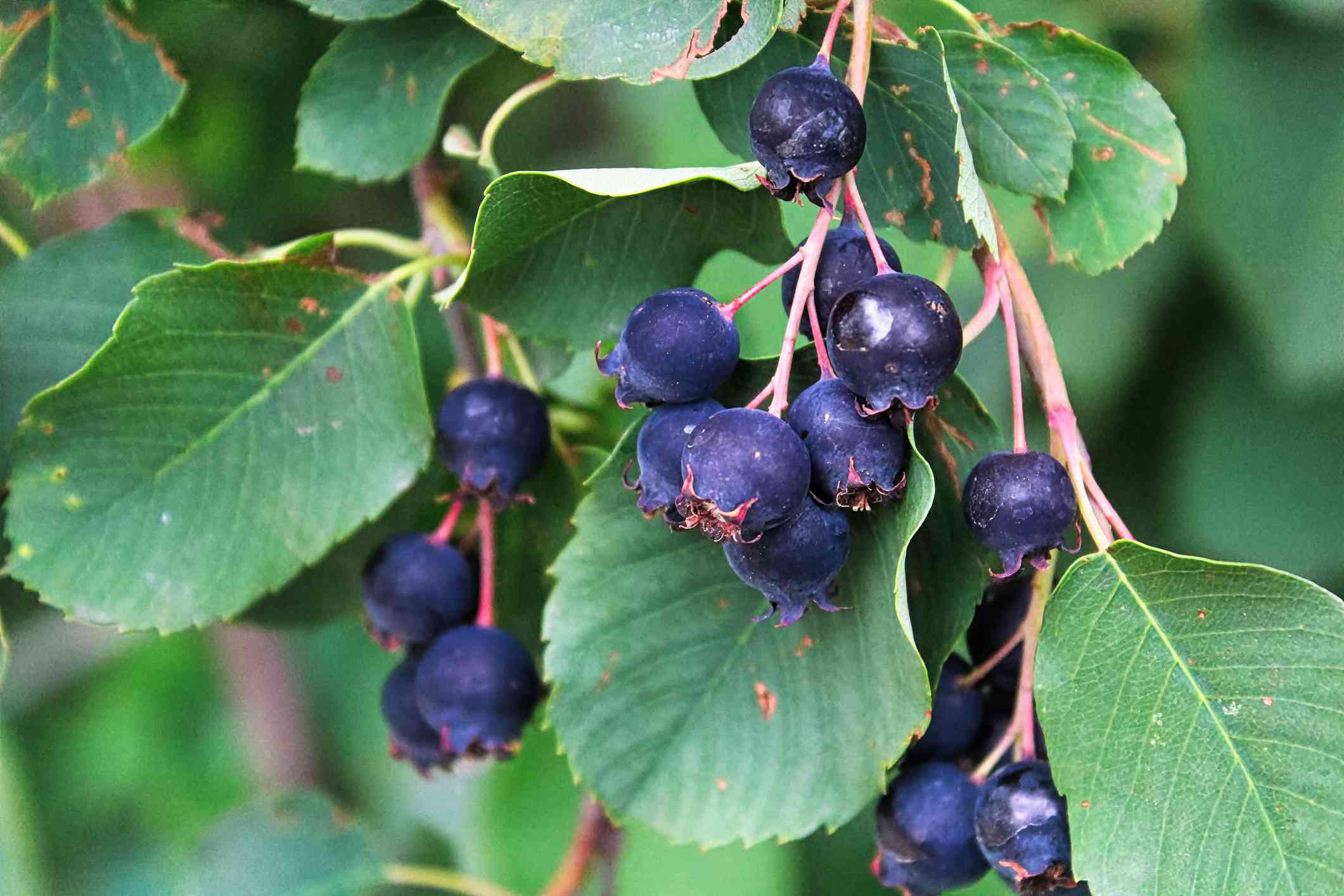 一簇簇成熟的serviceberries