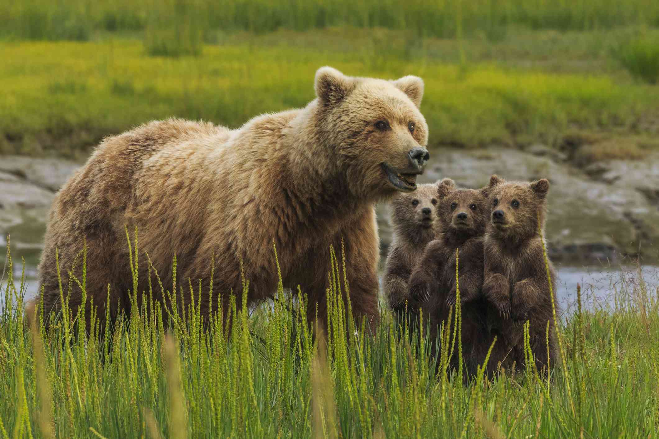 站立在与三只崽的高草的女性灰熊熊在她的边“width=