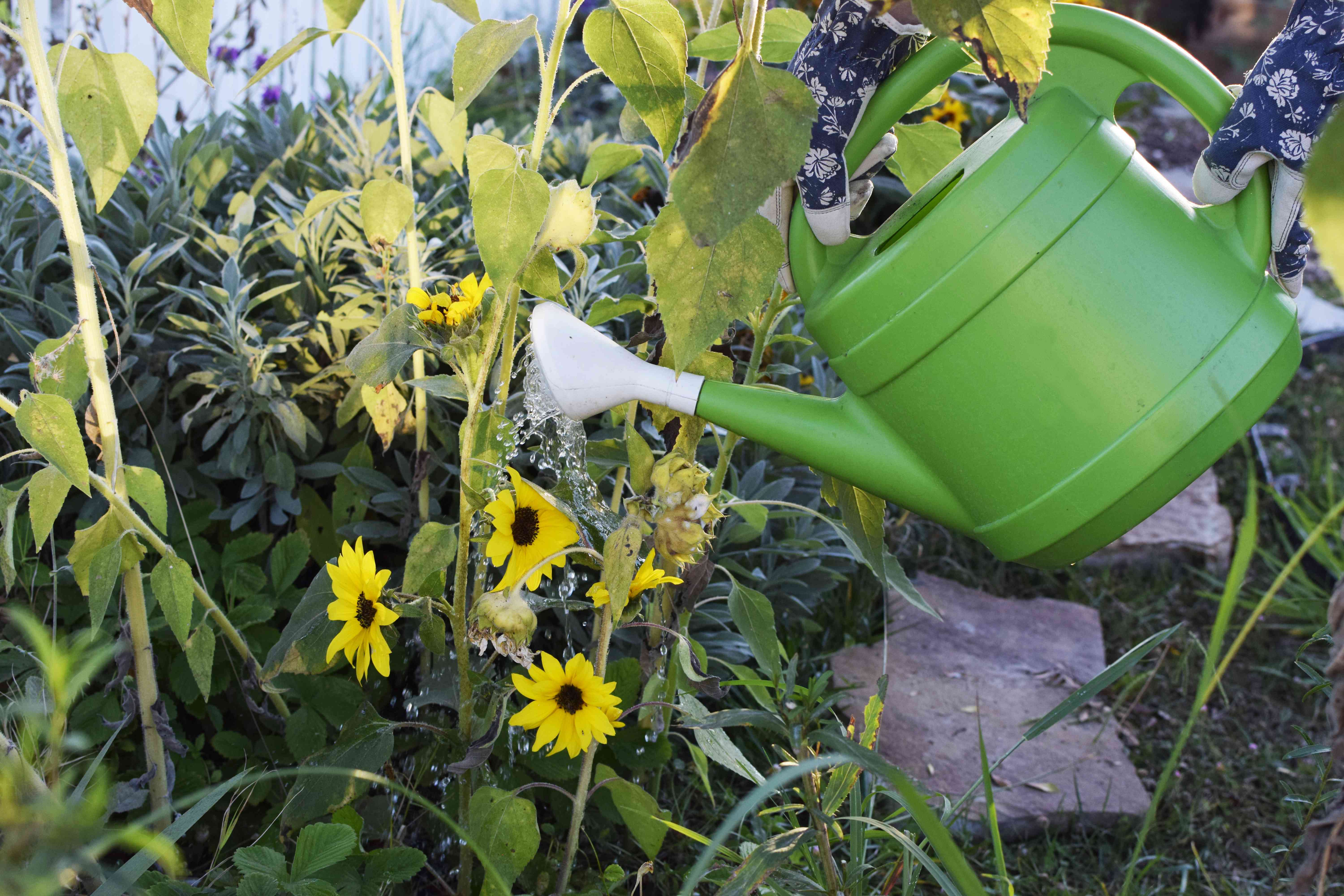 绿色喷壶是用来给生长在个人花园的向日葵浇水的