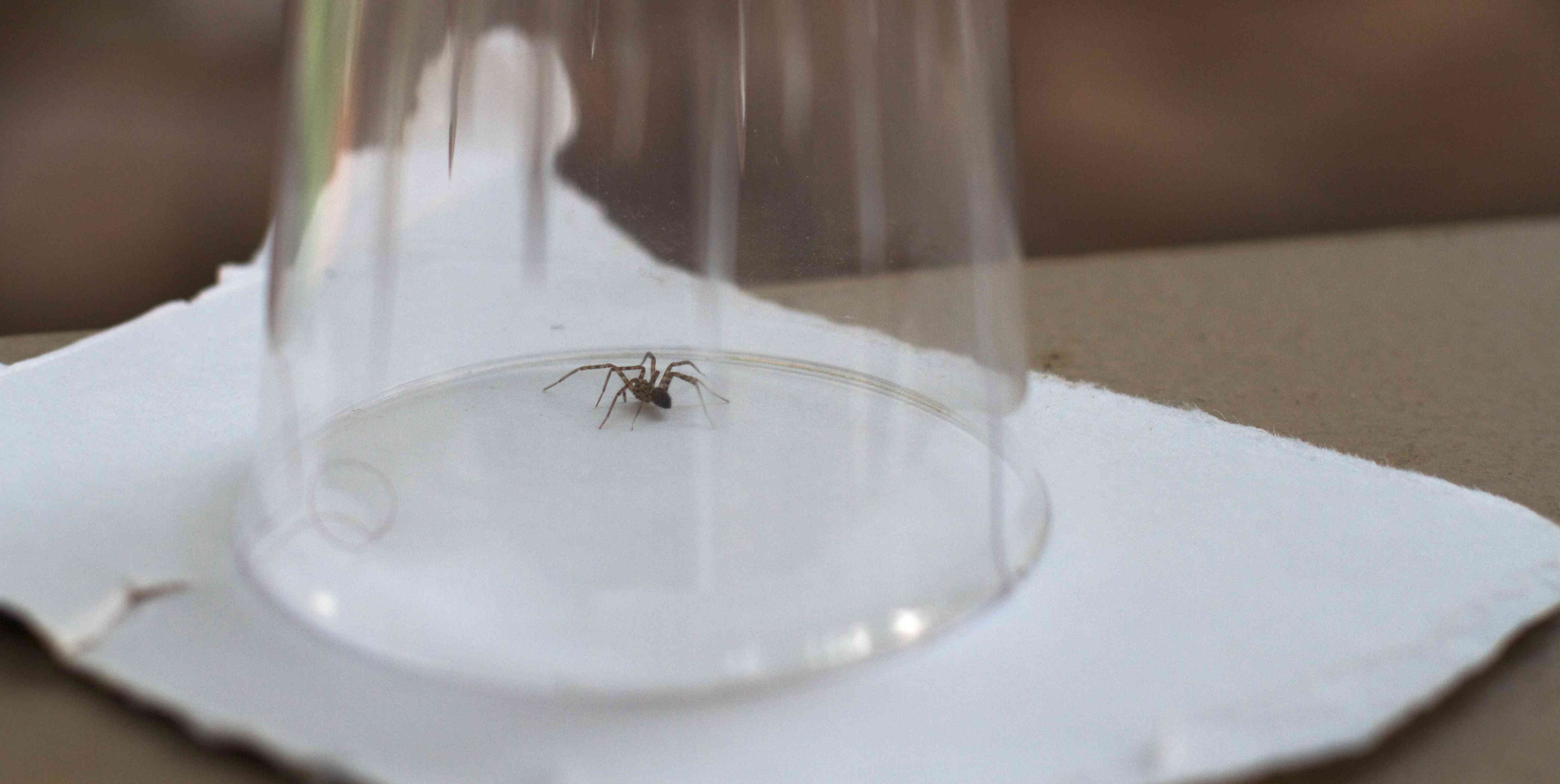 蜘蛛被困在杯子或玻璃里
