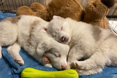 睡幼犬和毛绒熊
