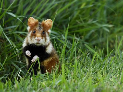 年轻的欧洲仓鼠有黑色的肚子和棕色和白色的皮毛在草地上直立行走。