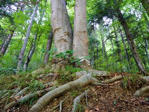 两棵成熟的树木在森林中一起生长，有厚实的根部