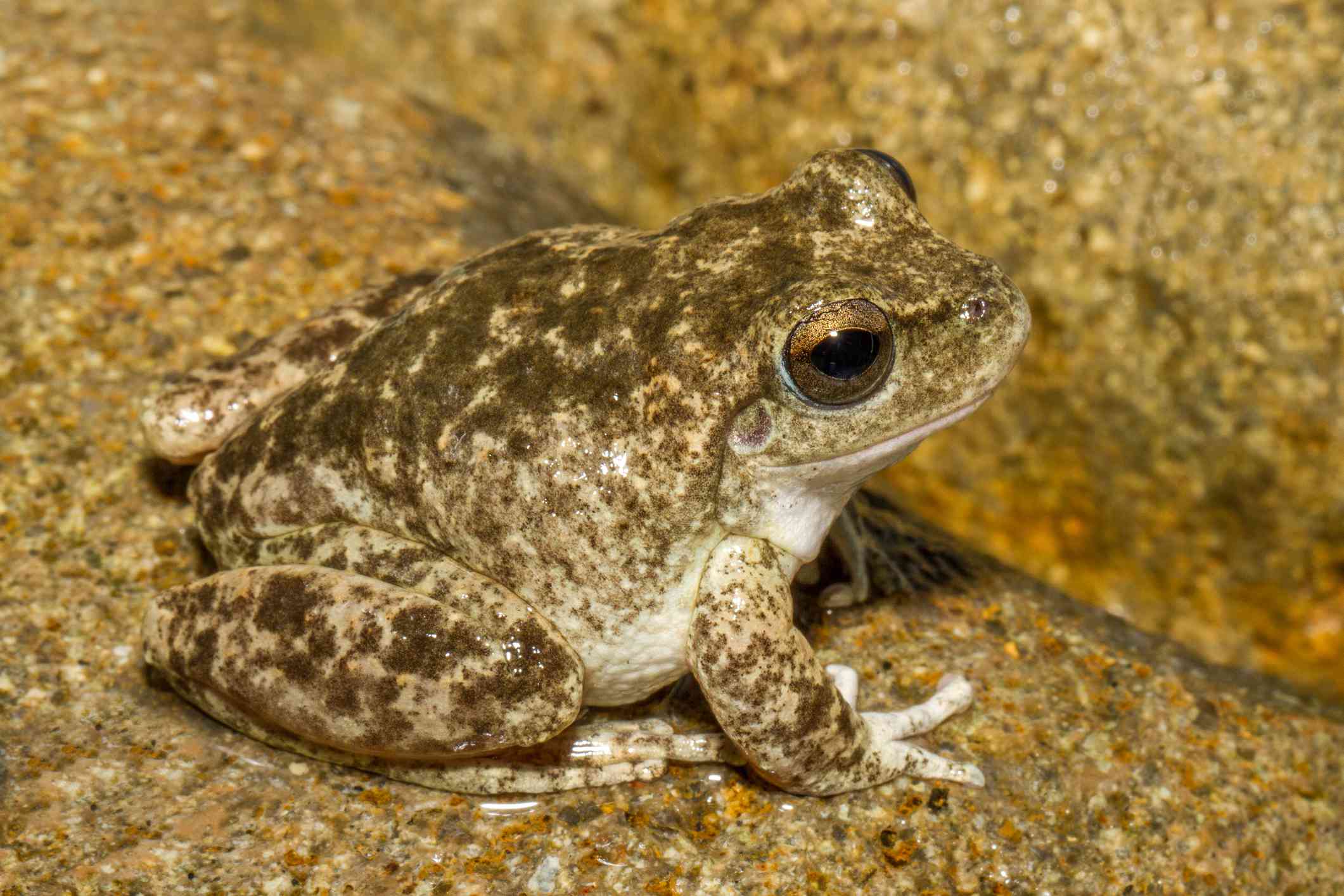 Booroolong青蛙深色褐色斑点的浅棕色的大青蛙坐在一个日志”width=