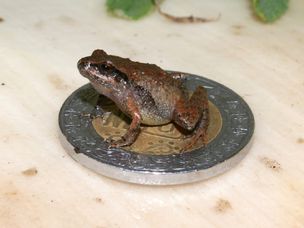 在墨西哥10比索硬币上新发现的青蛙