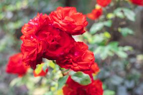 明亮的红玫瑰显示在前景与模糊的背景灌木丛外面