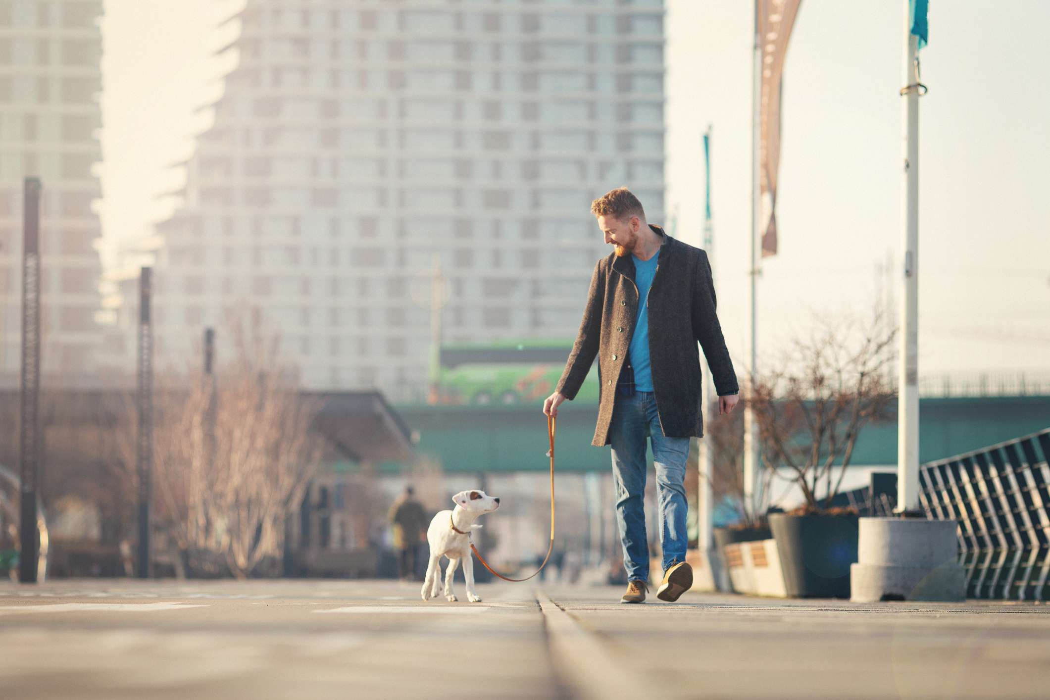 狗在城市中行走时关注男性主人