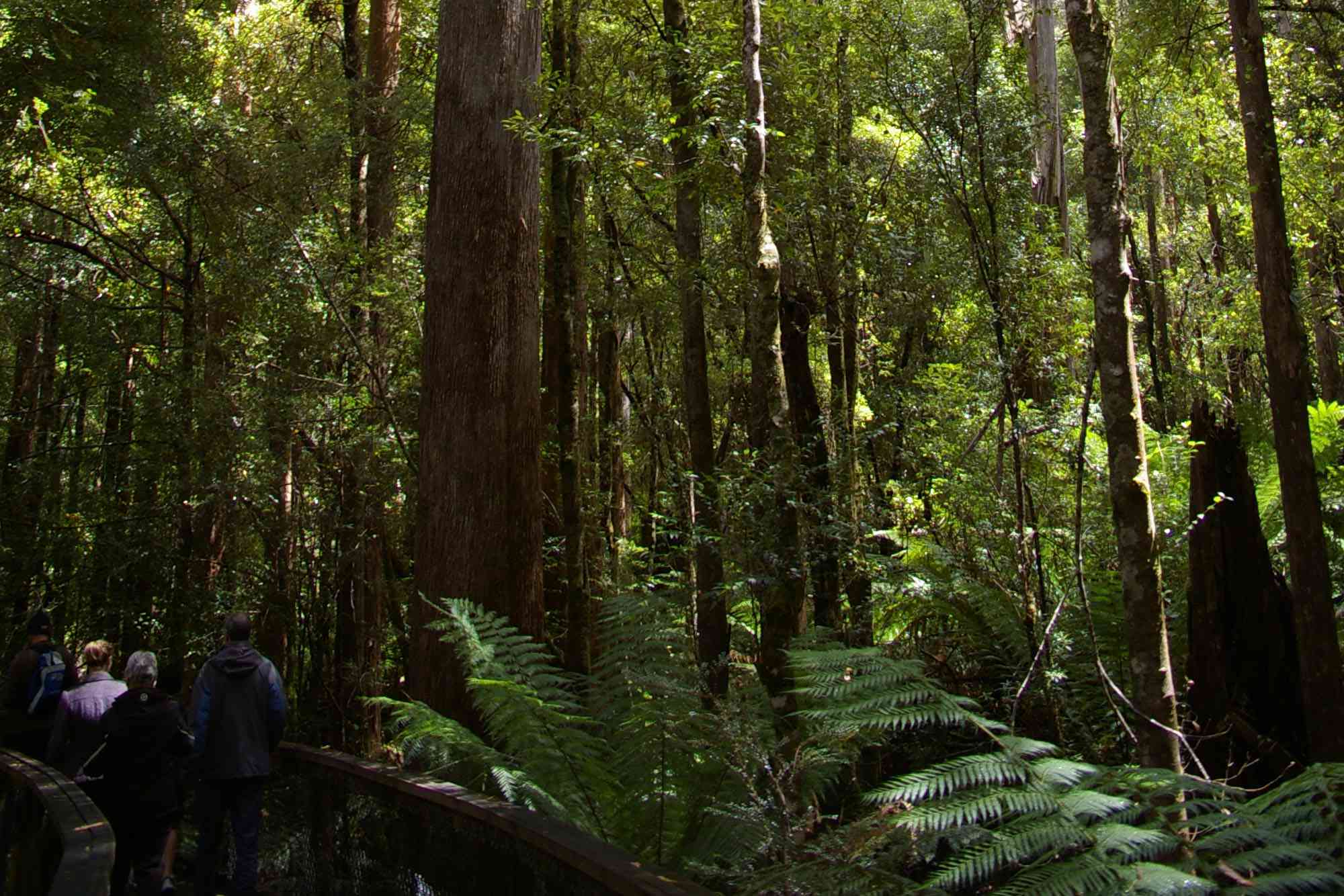 澳大利亚的百夫长树和游客在一起