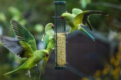 Parakeets eating seeds on a bird feeder in London.