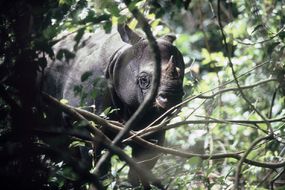 Javan Rhino.“width=