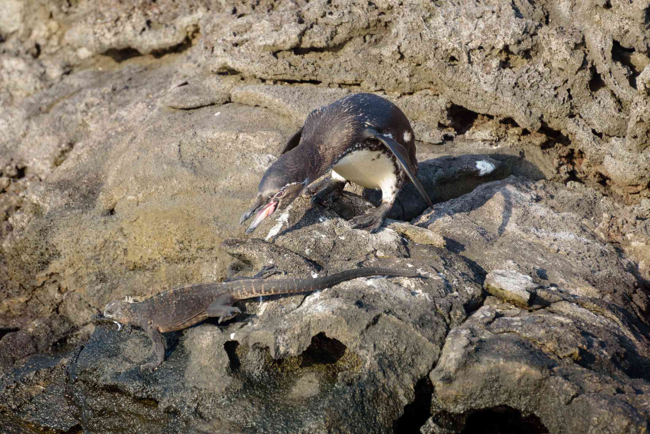 加拉帕戈斯企鹅与海鬣蜥争夺巢穴＂width=