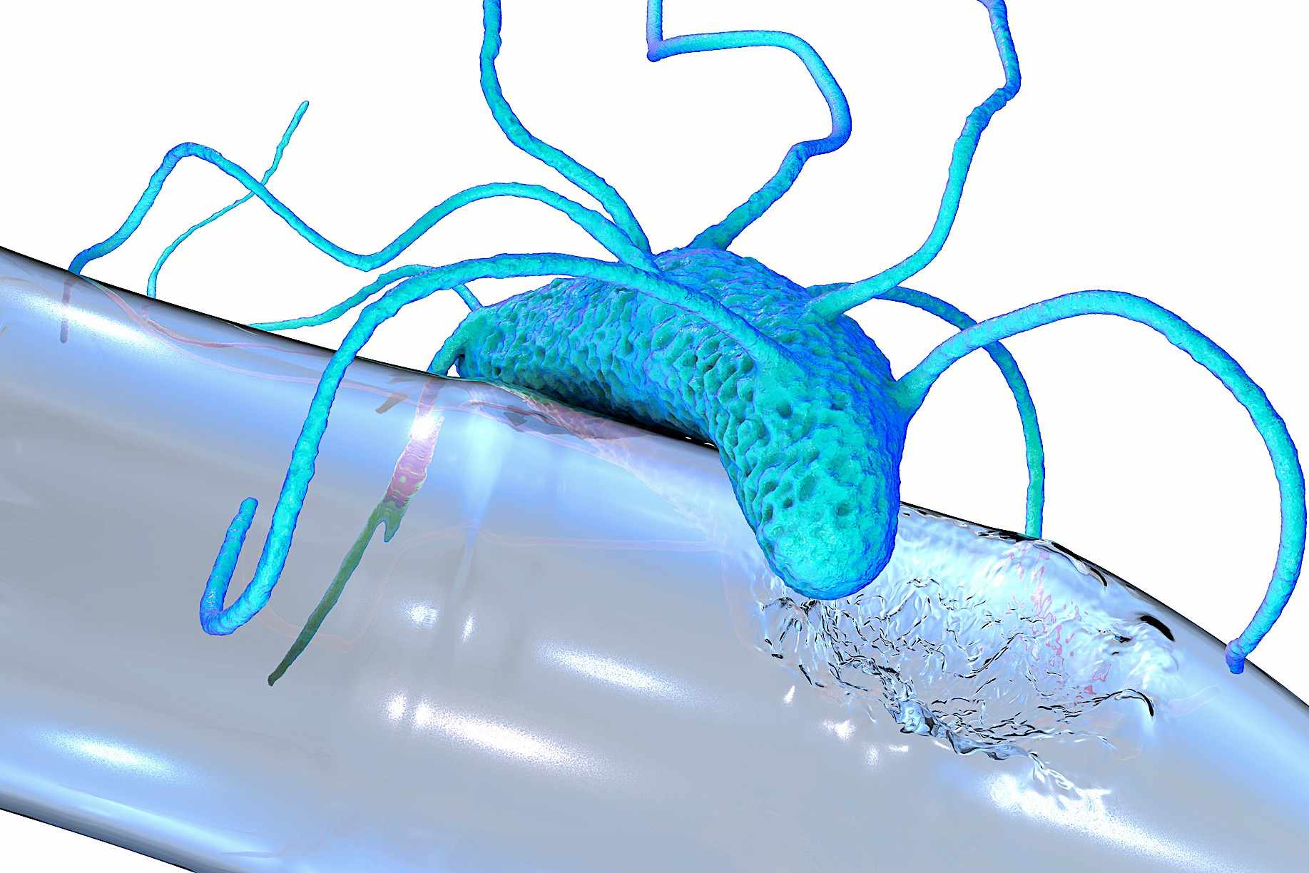 塑料降解细菌Ideonella sakaiensis, 3D插图＂width=