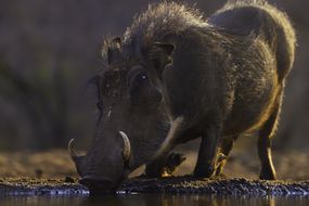 Warthog跪在水孔＂width=